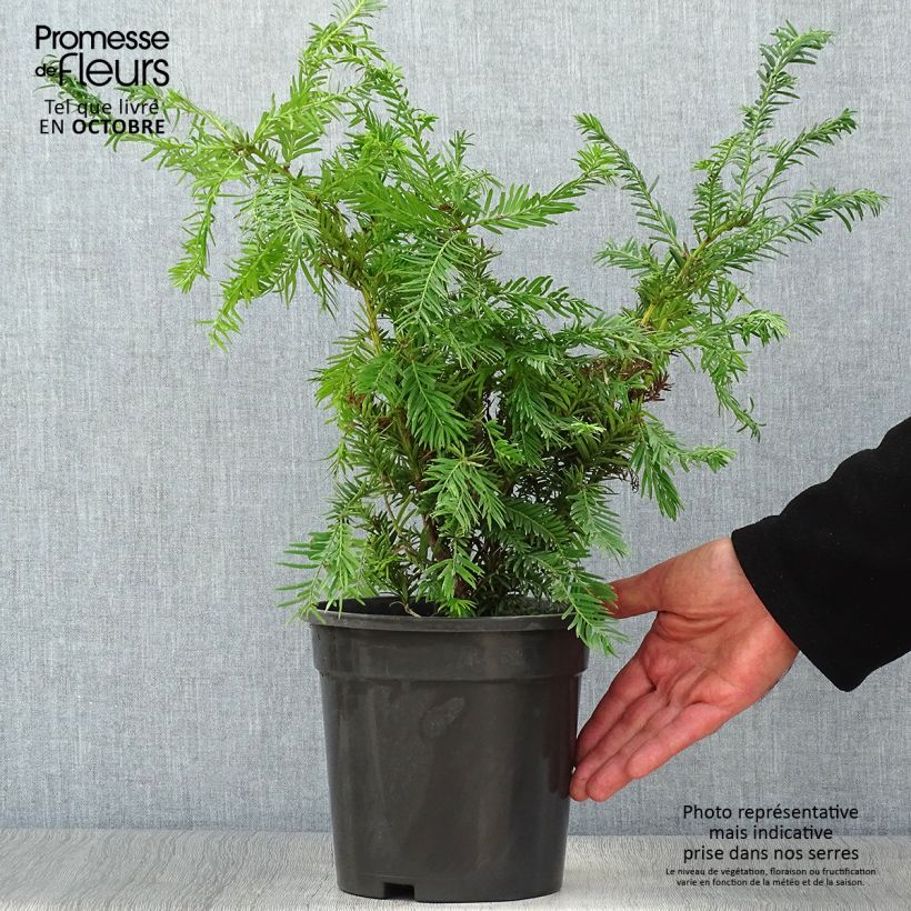 Exemplar von Eibe Semperaurea - Taxus baccata Topf mit 2L/3L wie im Herbst geliefert