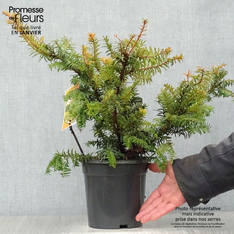 Exemplar von Eibe Summergold - Taxus baccata Topf mit 2L/3L wie im Winter geliefert