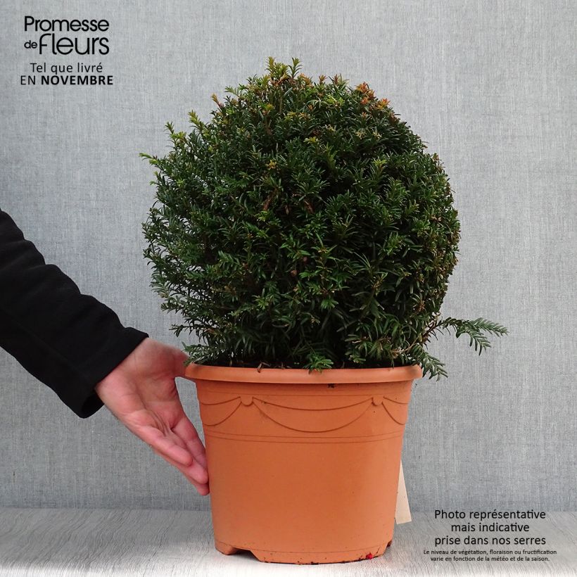 Exemplar von Eibe - Taxus baccata (Kugelform) Topf mit 7,5L/10L wie im Herbst geliefert