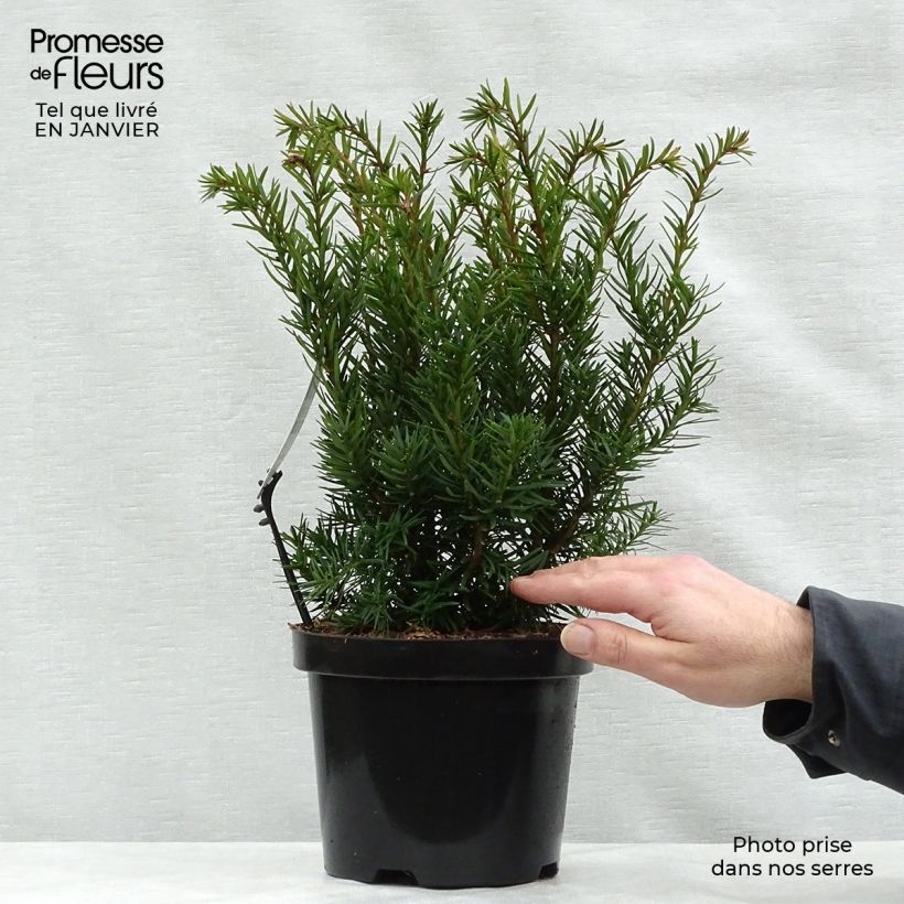 Exemplar von Becher-Eibe Densiformis - Taxus media Topf mit 2L/3L wie im Winter geliefert