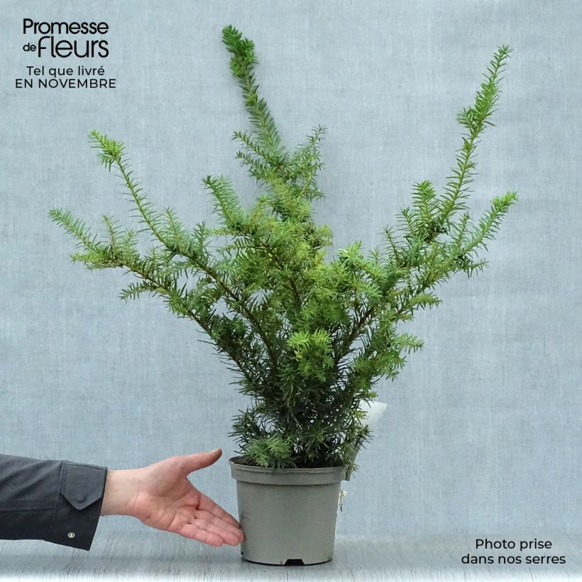 Exemplar von Becher-Eibe Densiformis - Taxus media Topf mit 2L/3L wie im Herbst geliefert