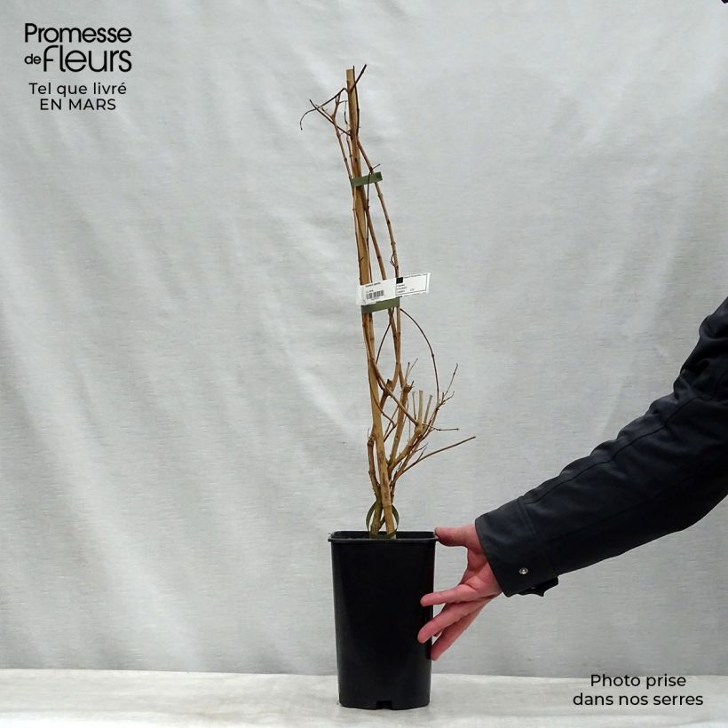 Exemplar von Tecoma capensis - Trompetenstrauch Topf mit 2L/3L wie im Winter geliefert