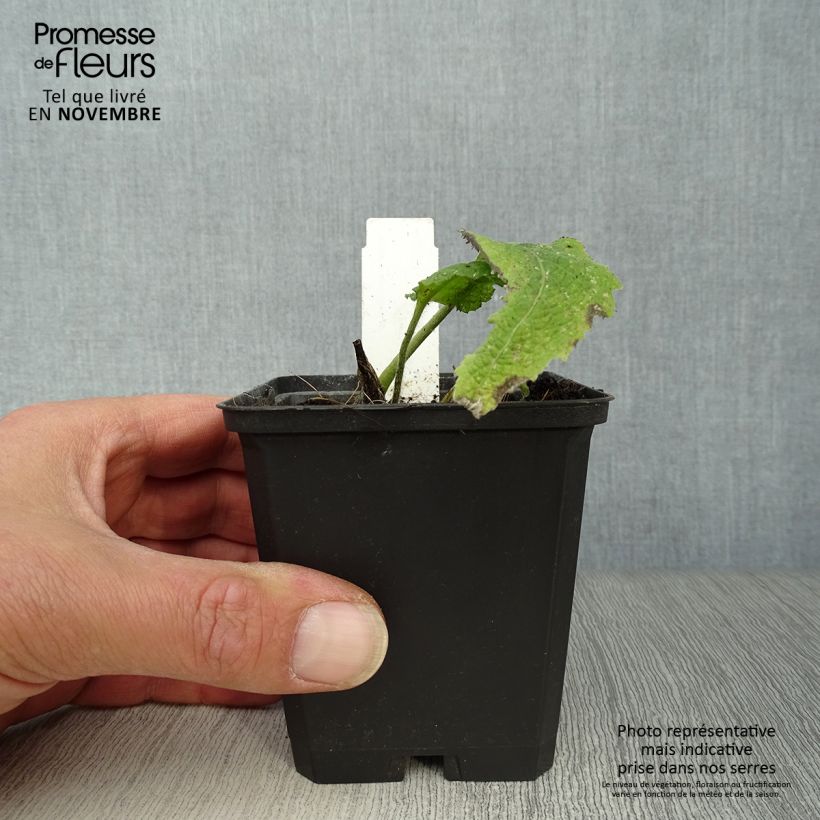 Exemplar von Telekia speciosa - Große Telekie Kleine Töpfe von 8/9 cm wie im Herbst geliefert