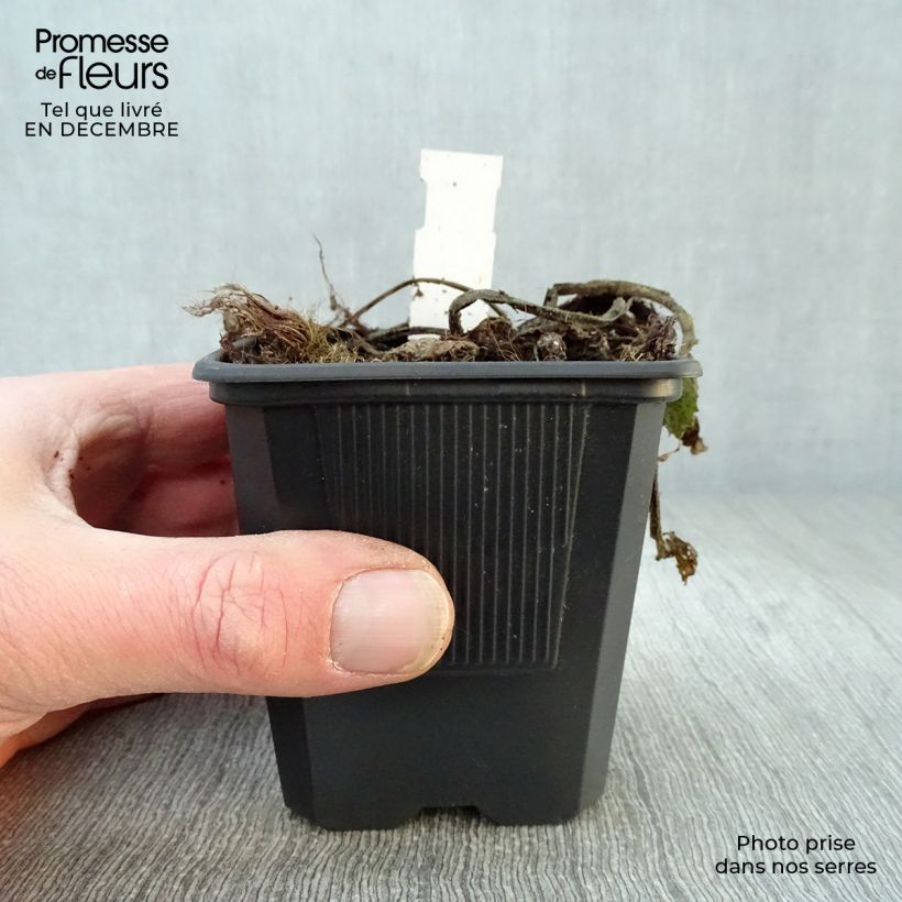 Exemplar&#x20;von&#x20;Telekia&#x20;speciosa&#x20;-&#x20;Gro&#xDF;e&#x20;Telekie&#x20;Kleine&#x20;T&#xF6;pfe&#x20;von&#x20;8&#x2F;9&#x20;cm&#x20;wie&#x20;im&#x20;Winter&#x20;geliefert