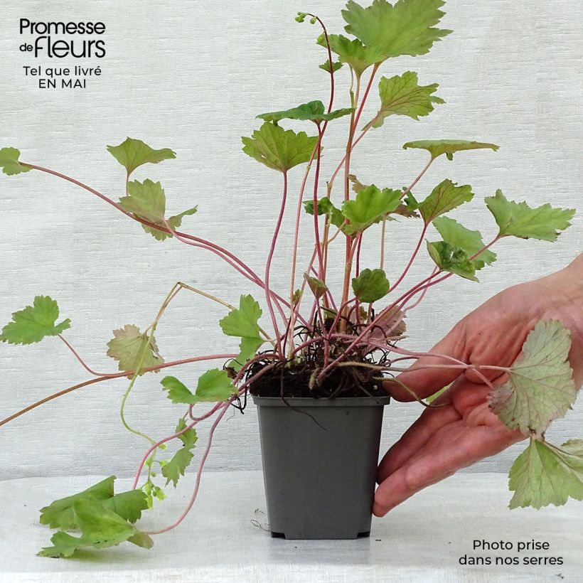 Exemplar von Tellima grandiflora Rubra - Falsche Alraunwurzel Kleine Töpfe von 8/9 cm wie im Frühjahr geliefert