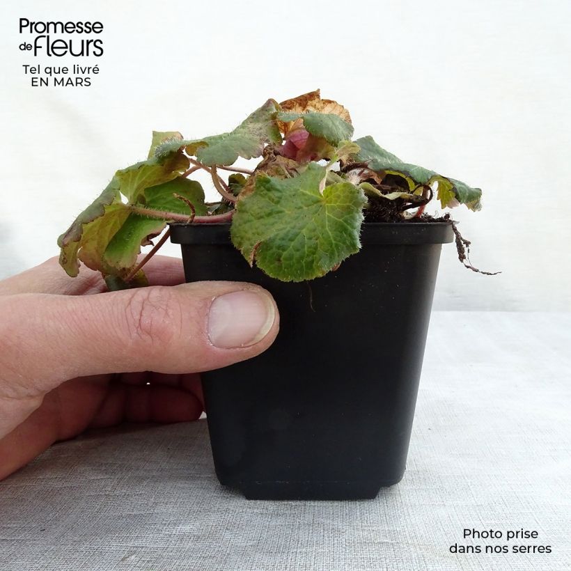 Exemplar von Tellima grandiflora - Falsche Alraunwurzel Kleine Töpfe von 8/9 cm wie im Frühjahr geliefert