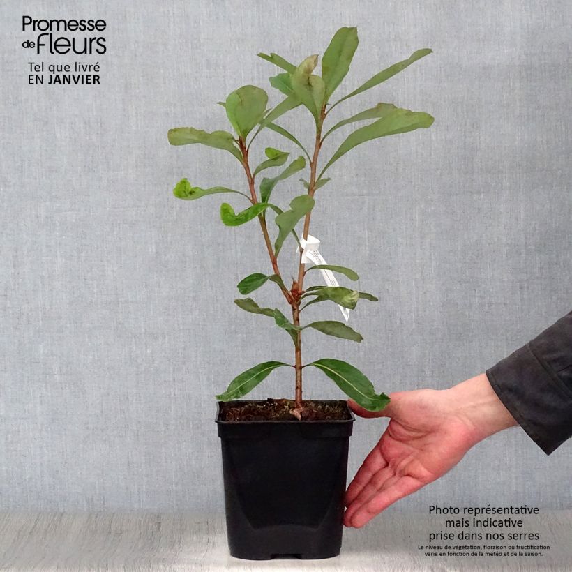 Exemplar von Telopea Emperor's Torch - Telopeie Topf mit 2L/3L wie im Winter geliefert