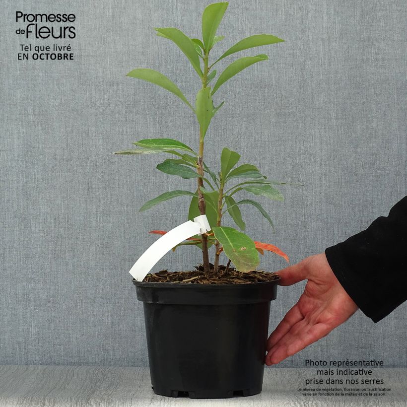Exemplar von Telopea Emperor's Torch - Telopeie Topf mit 2L/3L wie im Herbst geliefert