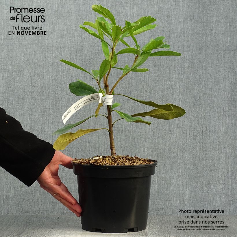 Exemplar von Telopea speciosissima Shady Lady Yellow - Telopeie Topf mit 4L/5L wie im Herbst geliefert