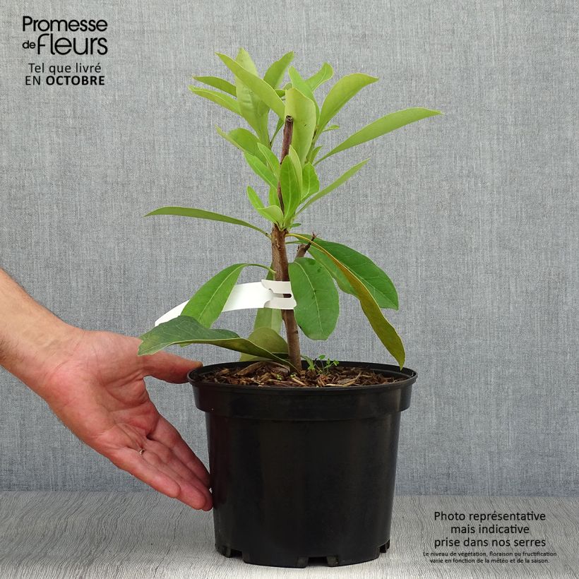 Exemplar von Telopea speciosissima - Telopeie Topf mit 4L/5L wie im Herbst geliefert