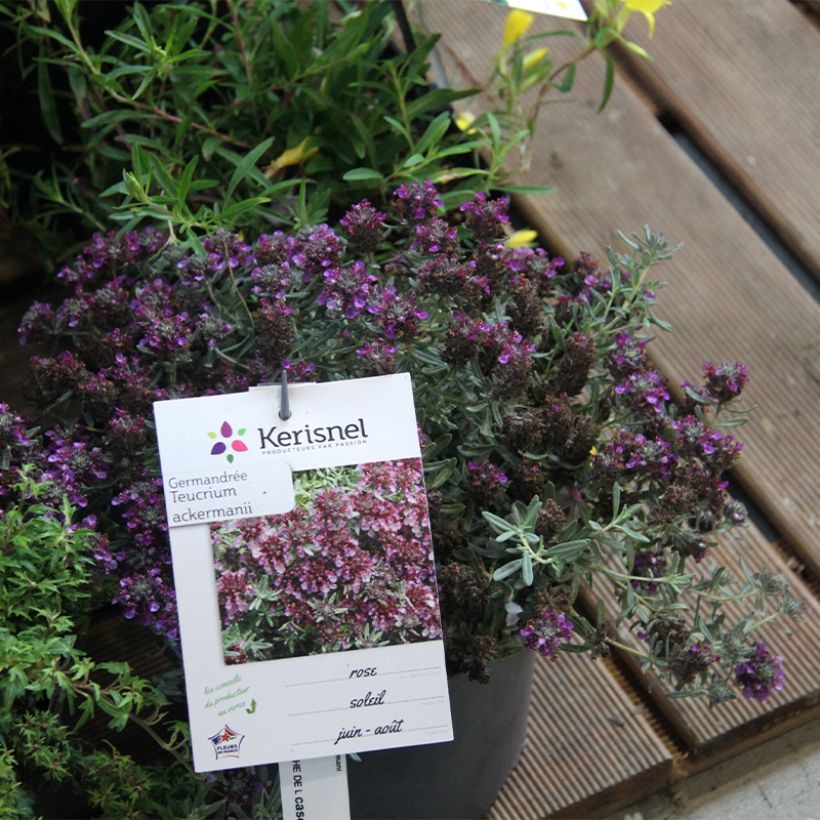 Teucrium ackermannii - Gamander (Hafen)