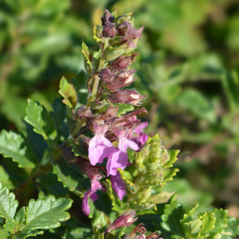 Teucrium chamaedrys Wild Form - Gemeiner Gamander (Blüte)