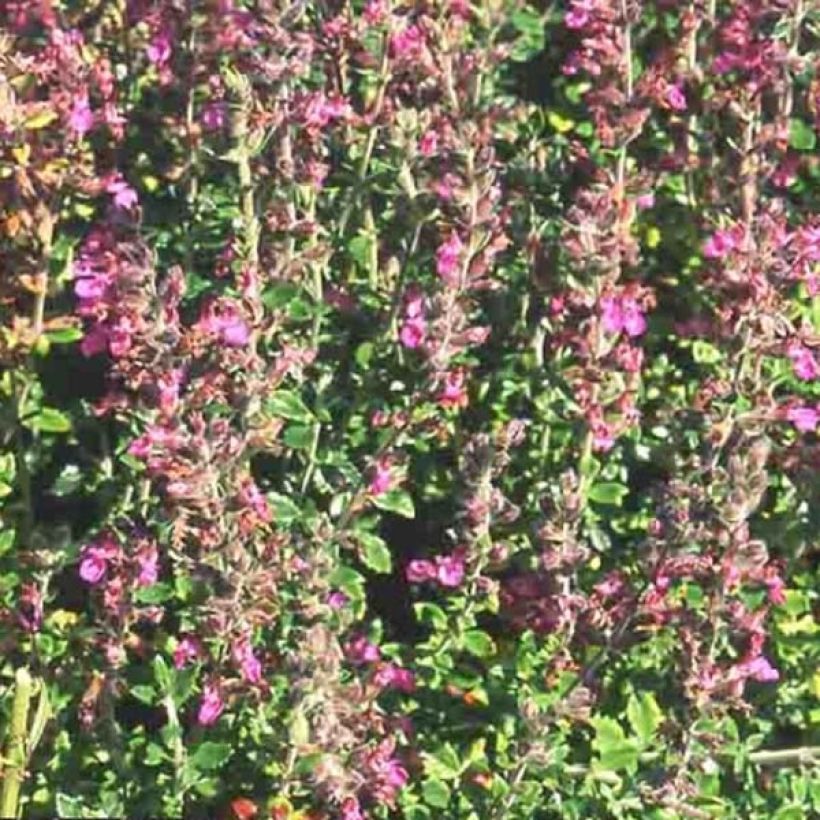 Teucrium lucidrys - Immergrüner Gamander (Blüte)