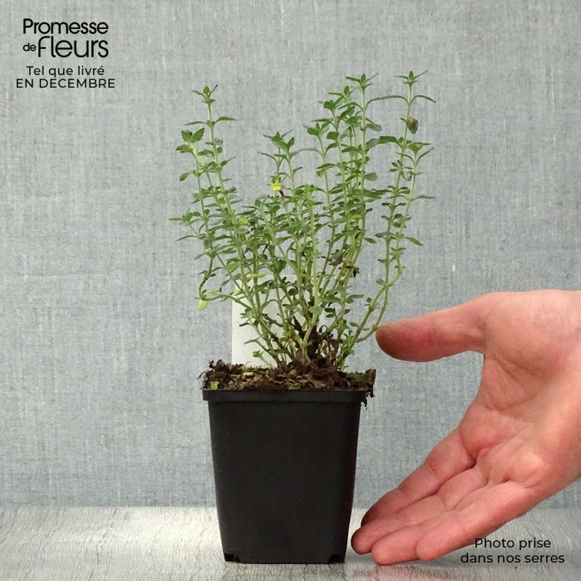 Exemplar von Teucrium lucidrys - Immergrüner Gamander Kleine Töpfe von 8/9 cm wie im Winter geliefert