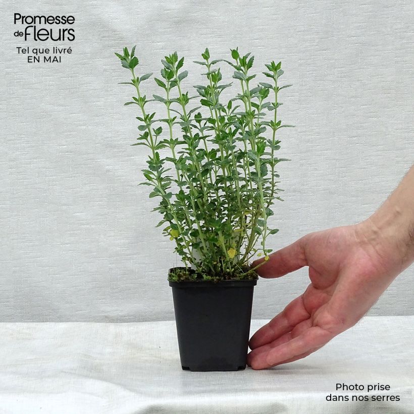 Exemplar von Teucrium lucidrys - Immergrüner Gamander Kleine Töpfe von 8/9 cm wie im Frühjahr geliefert