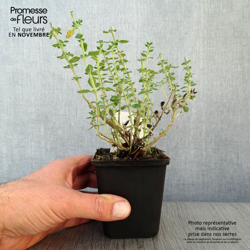 Exemplar von Teucrium lucidrys - Immergrüner Gamander Kleine Töpfe von 8/9 cm wie im Herbst geliefert