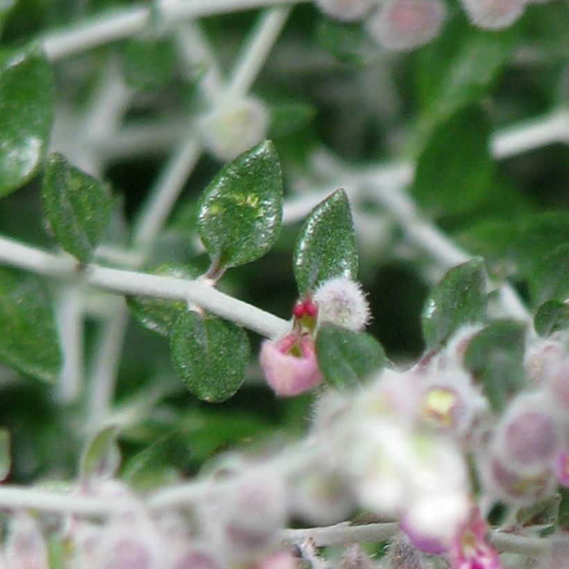 Teucrium marum - Katzen-Gamander (Laub)