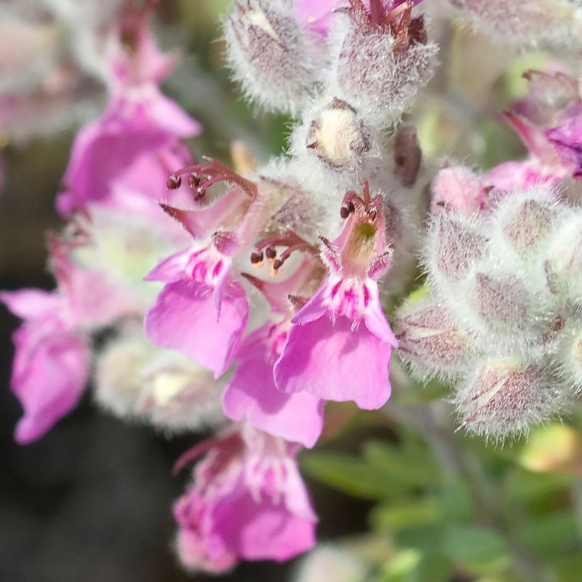 Teucrium marum - Katzen-Gamander (Blüte)