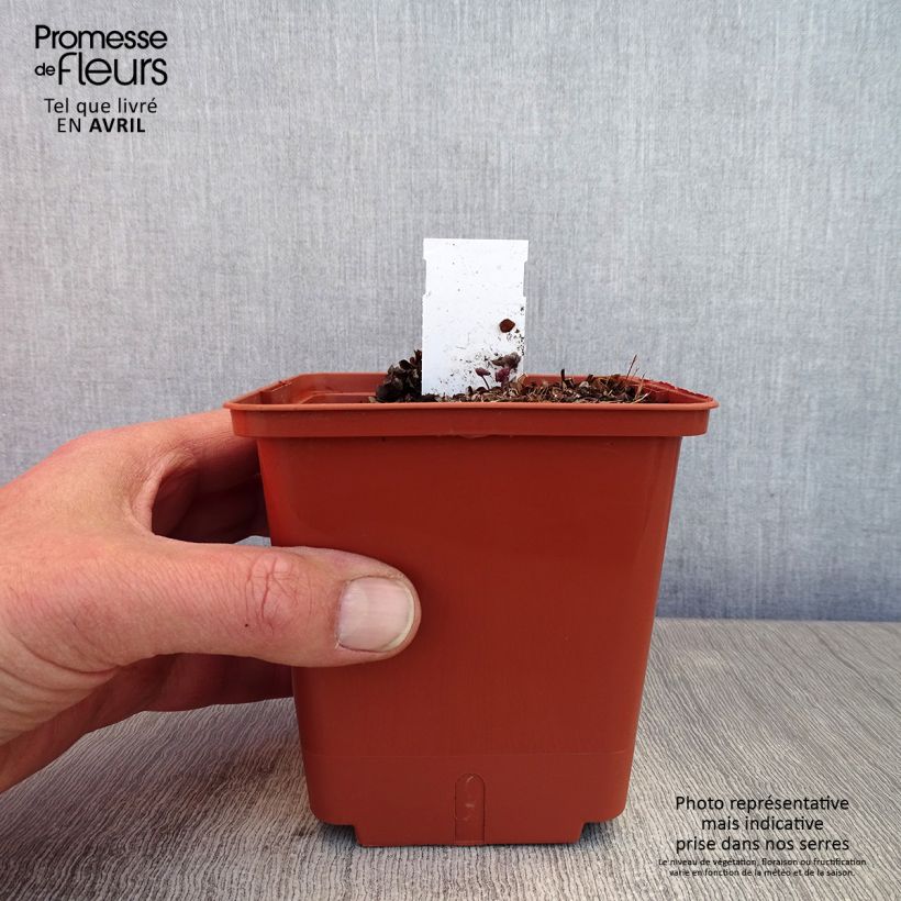 Exemplar von Thalictrum Chantilly Lace - Wiesenraute Topf mit 1L/1,5L wie im Frühjahr geliefert