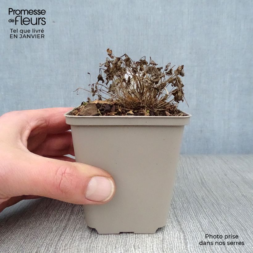 Exemplar von Thalictrum Purplelicious - Wiesenraute Kleine Töpfe von 8/9 cm wie im Winter geliefert