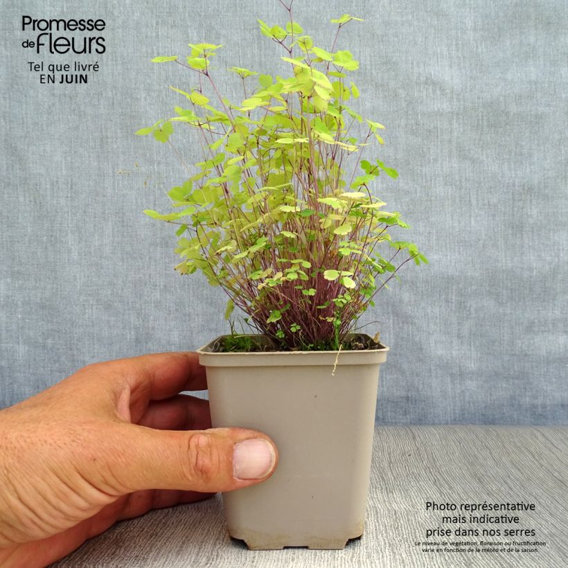 Exemplar von Thalictrum Purplelicious - Wiesenraute Kleine Töpfe von 8/9 cm wie im Sommer geliefert