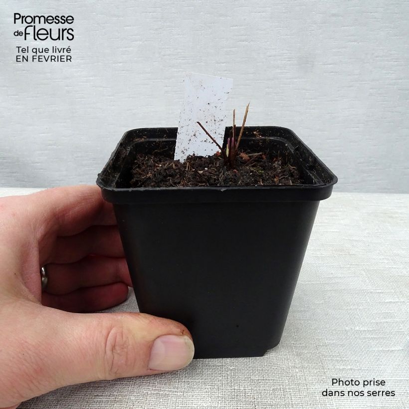 Exemplar von Thalictrum actaeifolium Perfume Star - Wiesenraute Kleine Töpfe von 8/9 cm wie im Winter geliefert