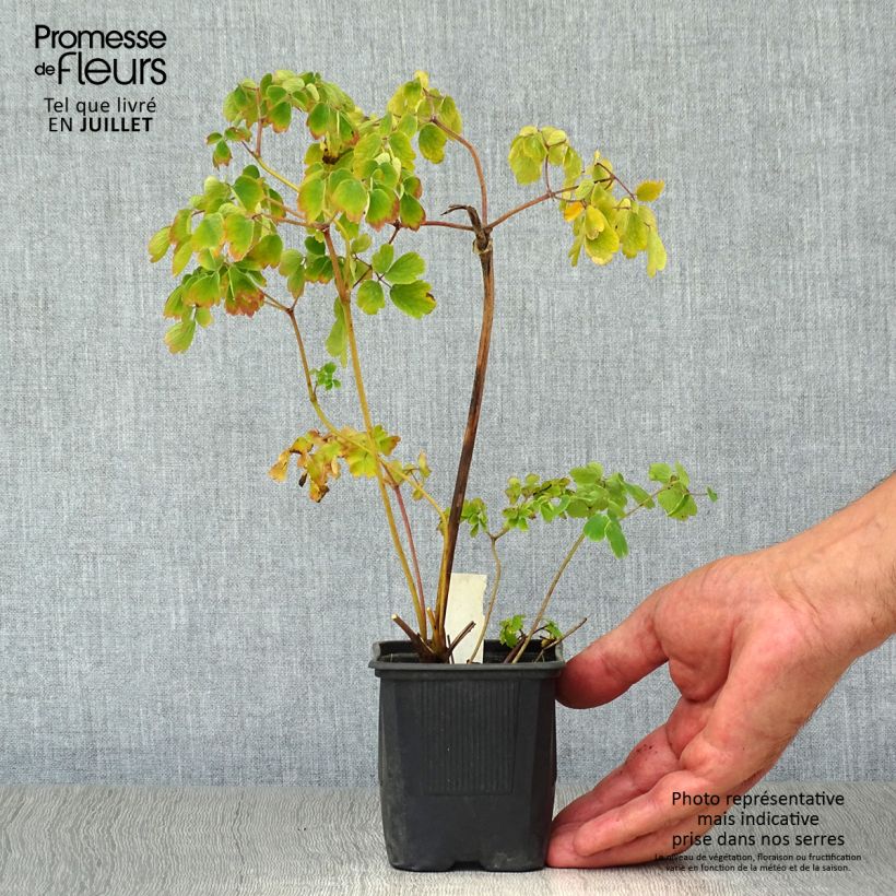 Exemplar von Thalictrum aquilegifolium Album - Akeleiblättrige Wiesenraute Kleine Töpfe von 8/9 cm wie im Sommer geliefert