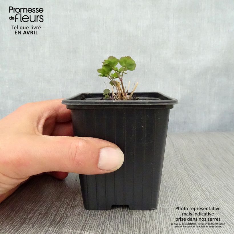 Exemplar von Thalictrum aquilegiifolium - Akeleiblättrige Wiesenraute Kleine Töpfe von 7/8 cm wie im Frühjahr geliefert