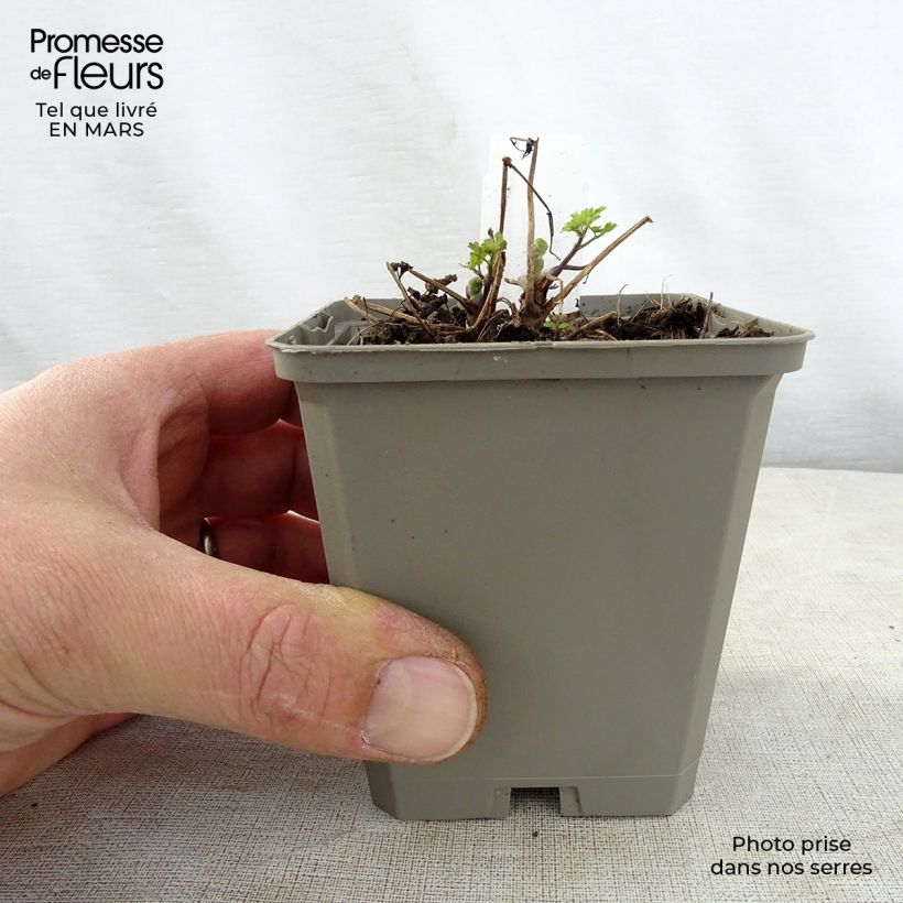 Exemplar von Thalictrum aquilegifolium Thundercloud - Akeleiblättrige Wiesenraute Kleine Töpfe von 8/9 cm wie im Frühjahr geliefert