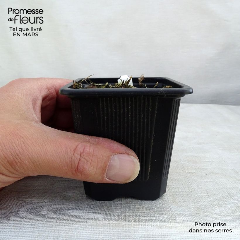 Exemplar von Thalictrum delavayi Album - Delavays Wiesenraute Kleine Töpfe von 8/9 cm wie im Winter geliefert