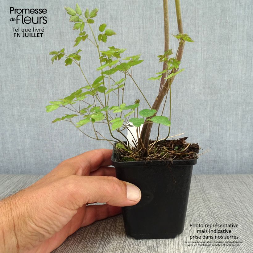 Exemplar von Thalictrum delavayi Ankum - Delavays Wiesenraute Kleine Töpfe von 8/9 cm wie im Sommer geliefert