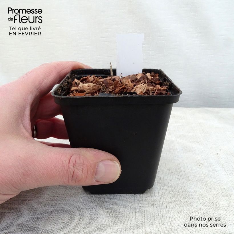 Exemplar von Thalictrum delavayi Hinckley - Delavays Wiesenraute Kleine Töpfe von 8/9 cm wie im Winter geliefert