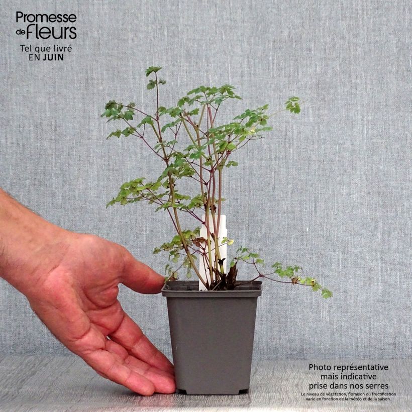 Exemplar von Thalictrum delavayi Hinckley - Delavays Wiesenraute Kleine Töpfe von 8/9 cm wie im Sommer geliefert