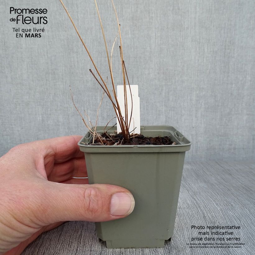 Exemplar von Thalictrum delavayi Hinckley - Delavays Wiesenraute Kleine Töpfe von 8/9 cm wie im Frühjahr geliefert