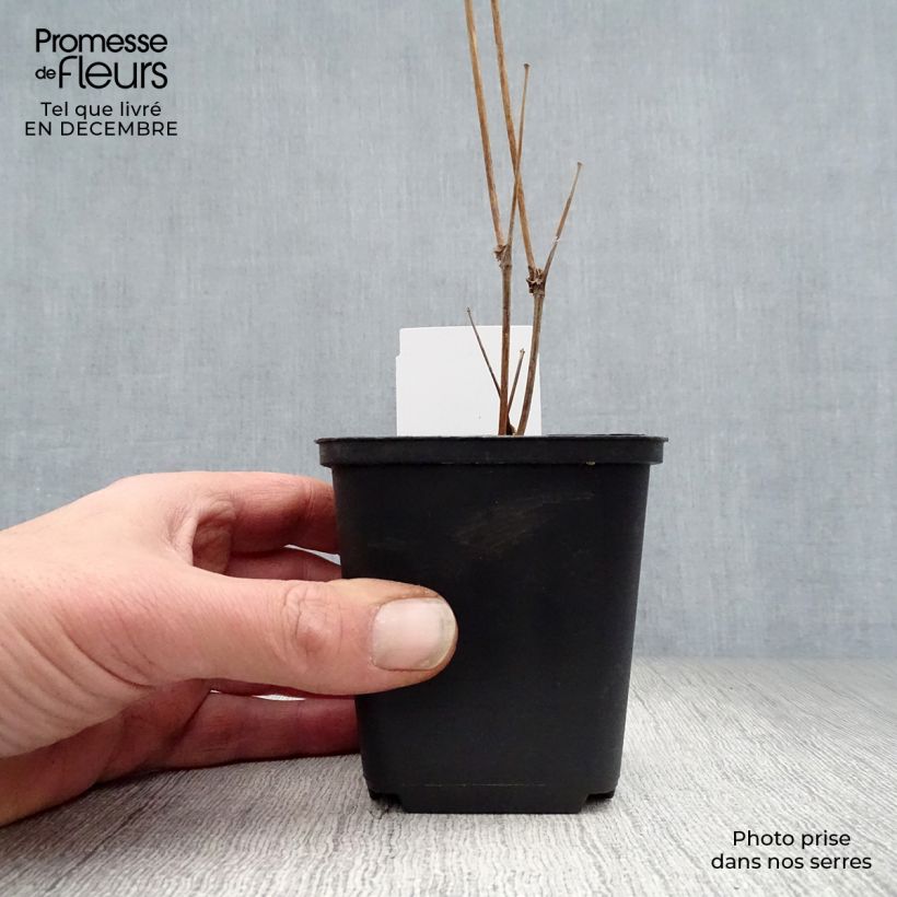 Exemplar von Thalictrum delavayi Splendide Album - Delavays Wiesenraute Kleine Töpfe von 8/9 cm wie im Winter geliefert