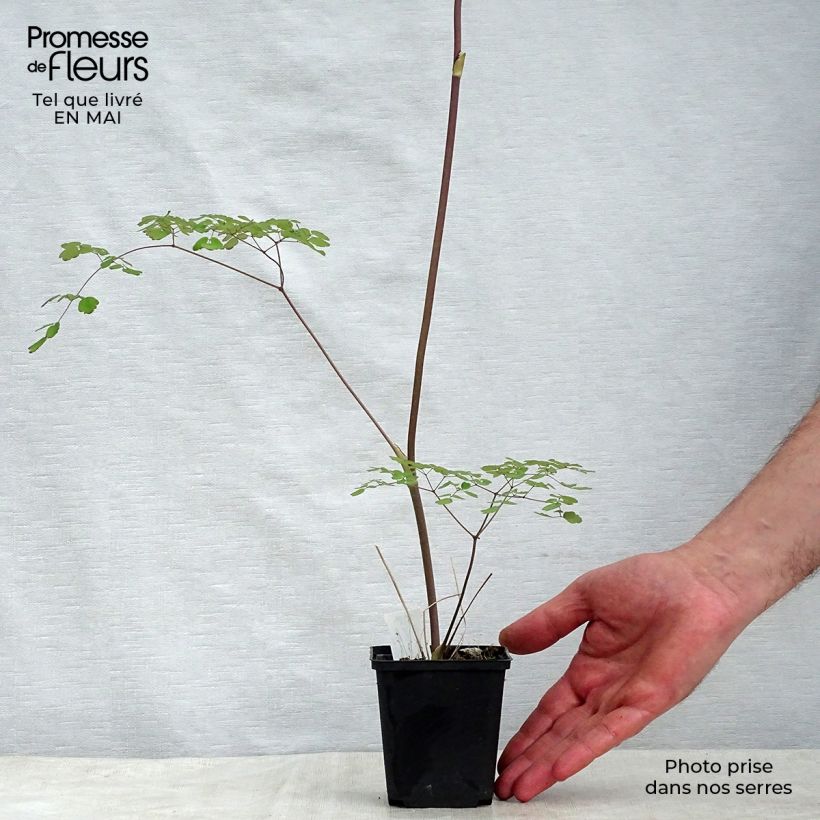 Exemplar von Thalictrum delavayi Splendide - Delavays Wiesenraute Kleine Töpfe von 8/9 cm wie im Frühjahr geliefert