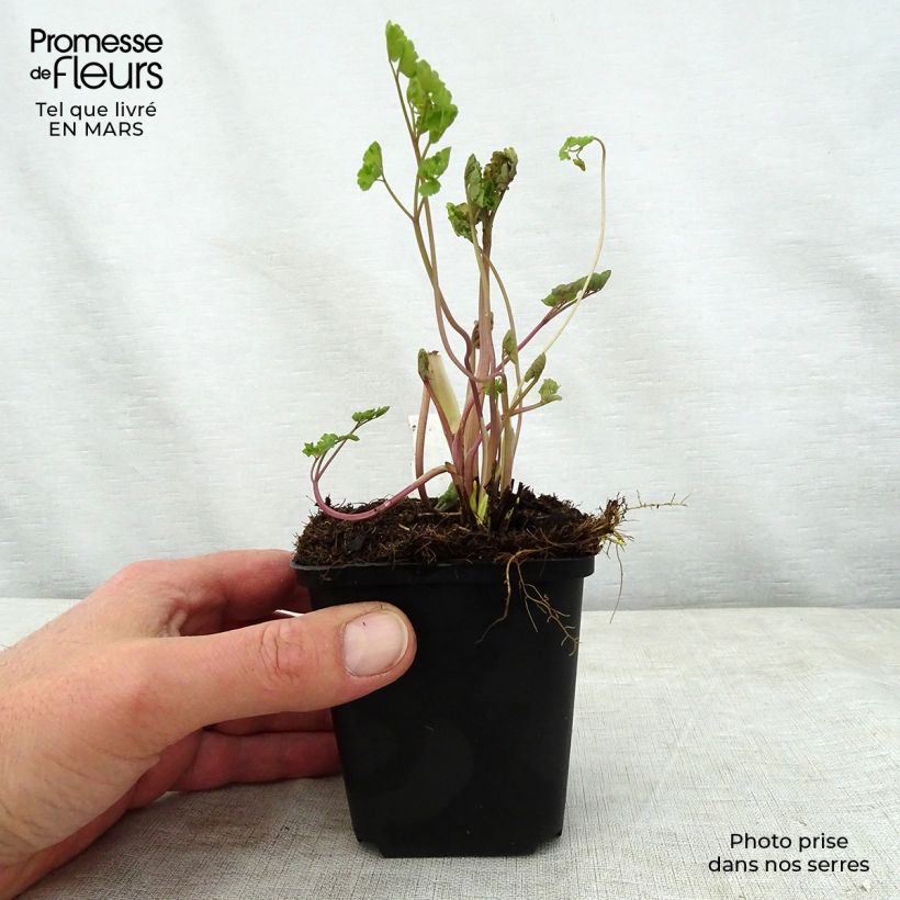 Exemplar von Thalictrum flavum subsp.glaucum - Graublättrige Wiesenraute Kleine Töpfe von 8/9 cm wie im Frühjahr geliefert