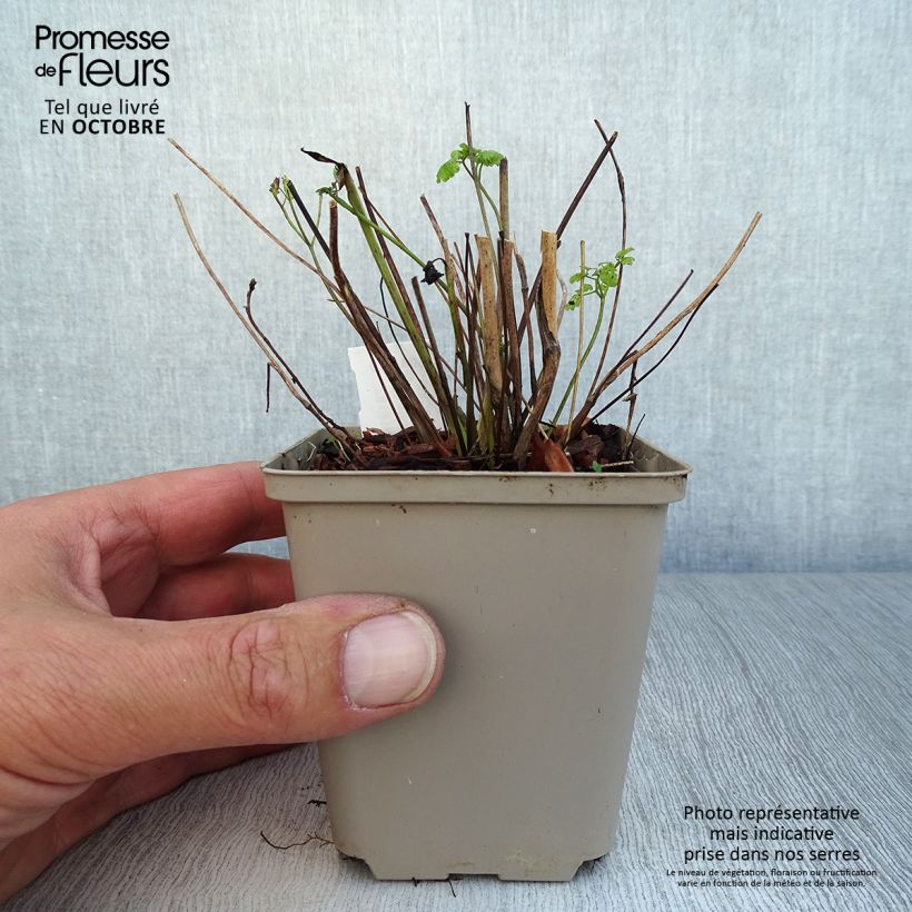 Exemplar von Thalictrum flavum subsp.glaucum - Graublättrige Wiesenraute Kleine Töpfe von 8/9 cm wie im Herbst geliefert