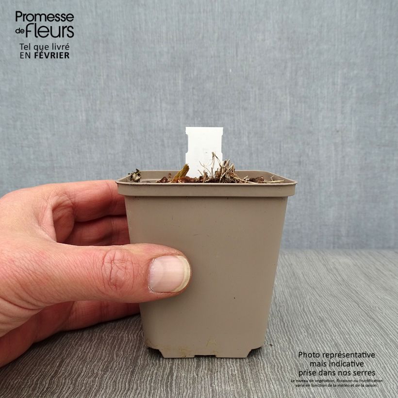 Exemplar von Thalictrum kiusianum - Kiuschu-Zwerg-Wiesenraute Kleine Töpfe von 8/9 cm wie im Winter geliefert