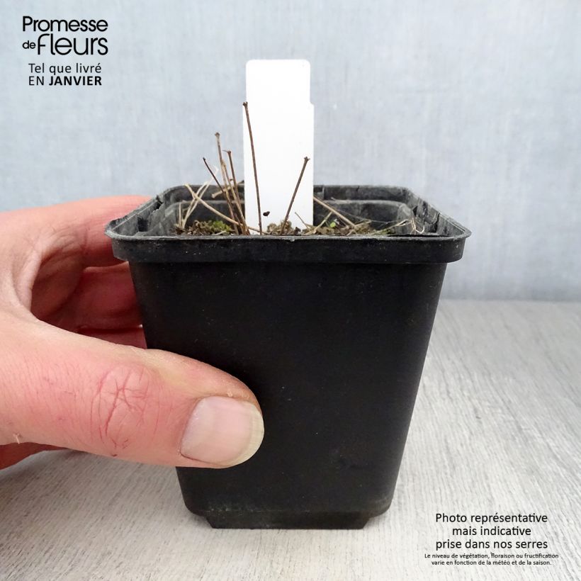 Exemplar von Thalictrum minus Adiantifolium - Kleine Wiesenraute Kleine Töpfe von 8/9 cm wie im Winter geliefert