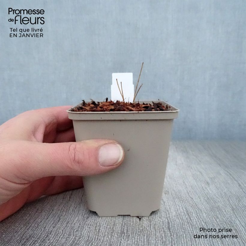 Exemplar von Thalictrum rochebrunianum - Prächtige Wiesenraute Kleine Töpfe von 8/9 cm wie im Winter geliefert