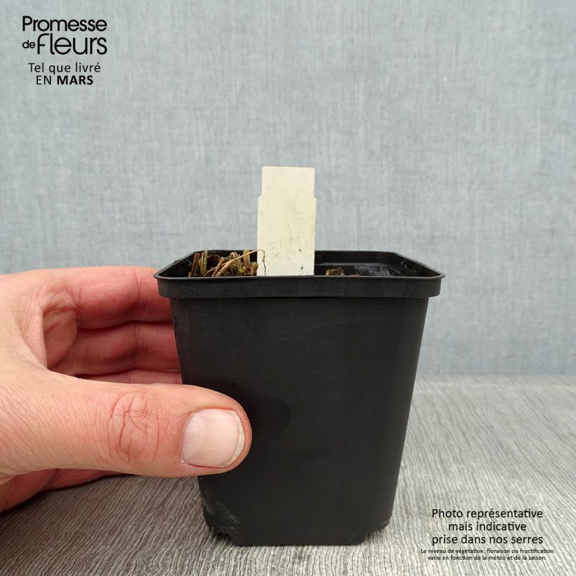 Exemplar von Thalictrum sphaerostachyum - Wiesenraute Kleine Töpfe von 8/9 cm wie im Winter geliefert