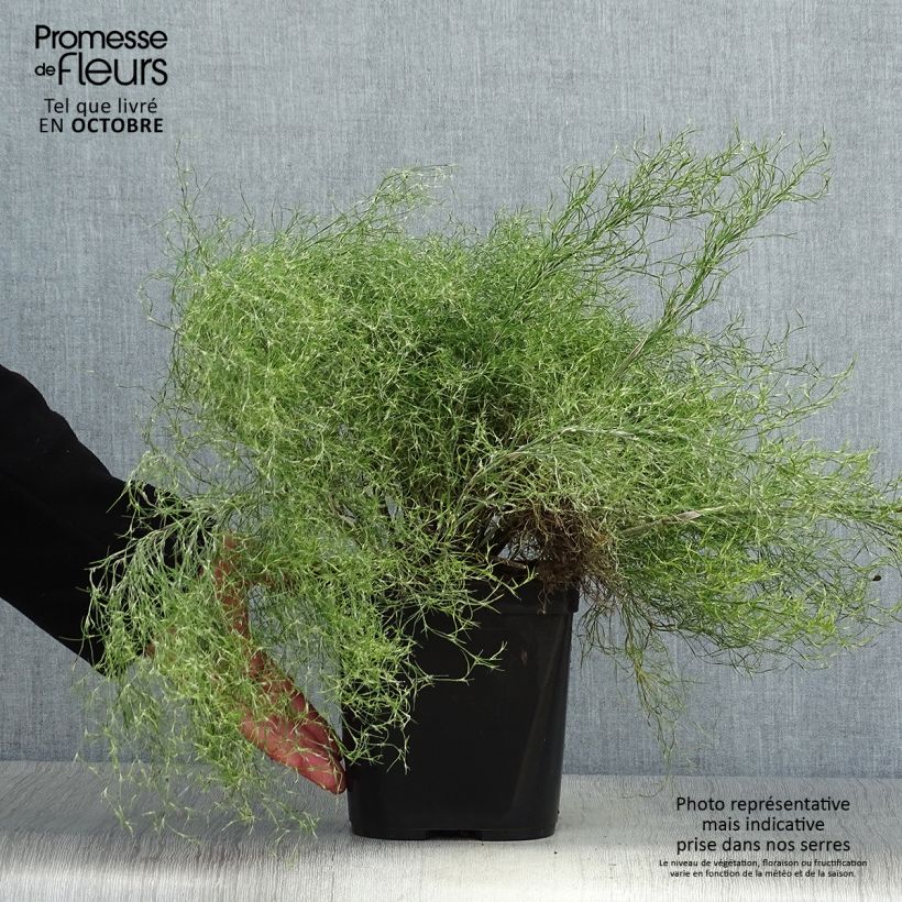 Exemplar von Thamnochortus cinereus - Restio Topf mit 3L/4L wie im Herbst geliefert