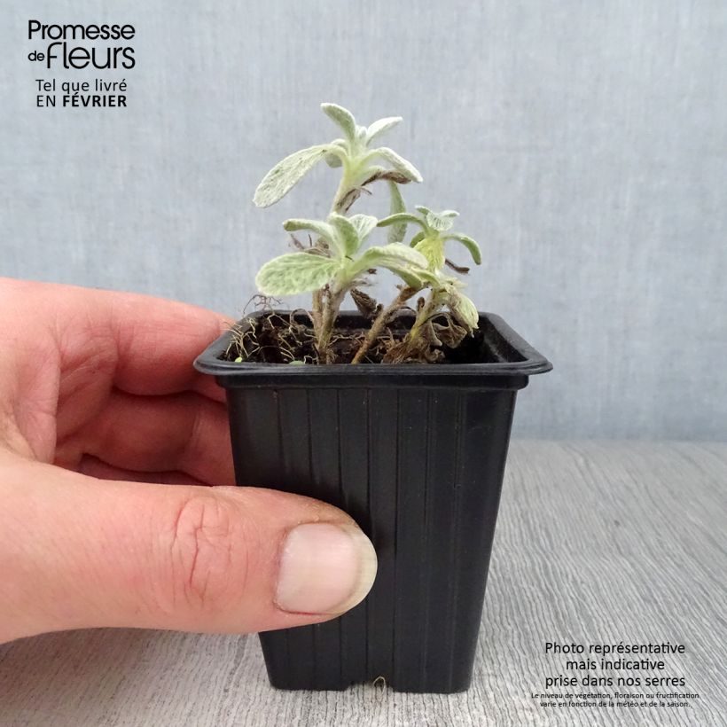 Exemplar von Syrisches Gliedkraut - Sideritis syriaca Kleine Töpfe von 7/8 cm wie im Winter geliefert