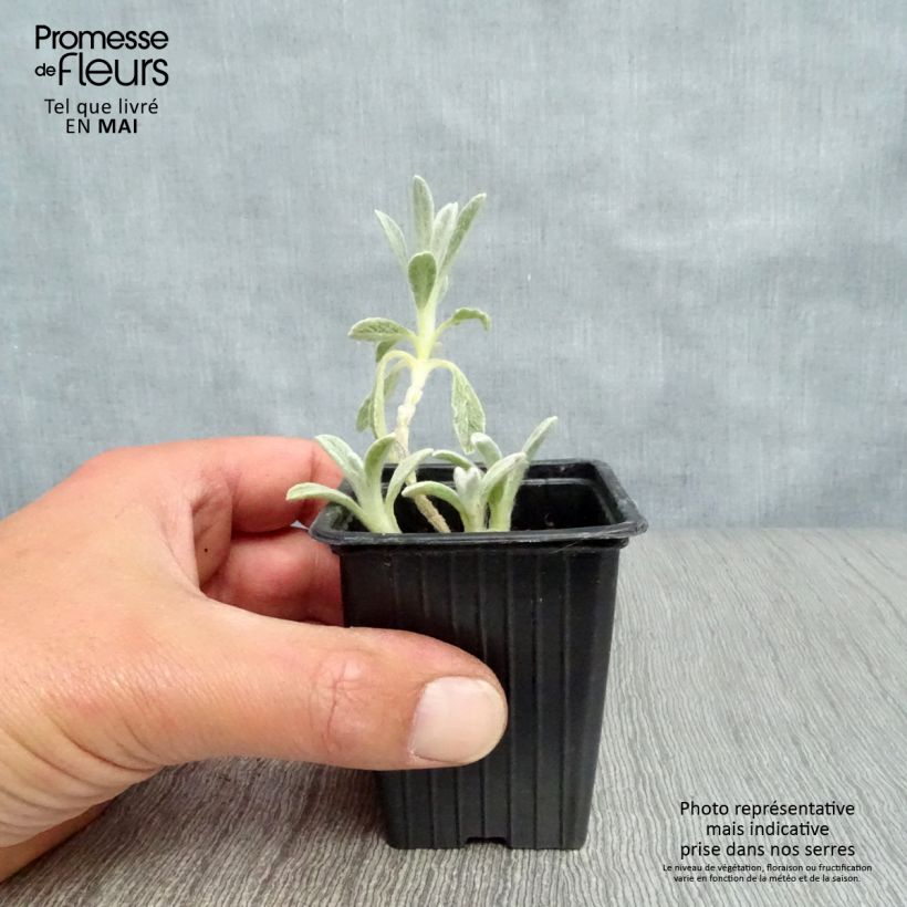 Exemplar von Syrisches Gliedkraut - Sideritis syriaca Kleine Töpfe von 7/8 cm wie im Frühjahr geliefert