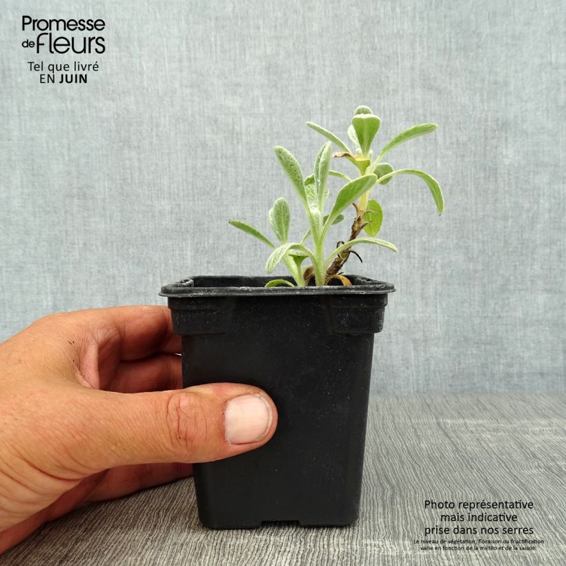Exemplar von Syrisches Gliedkraut - Sideritis syriaca Kleine Töpfe von 7/8 cm wie im Sommer geliefert