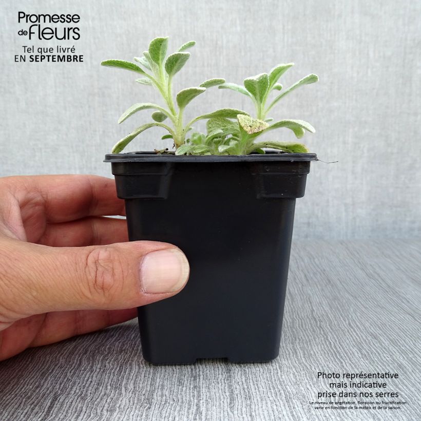 Exemplar von Syrisches Gliedkraut - Sideritis syriaca Kleine Töpfe von 7/8 cm wie im Herbst geliefert