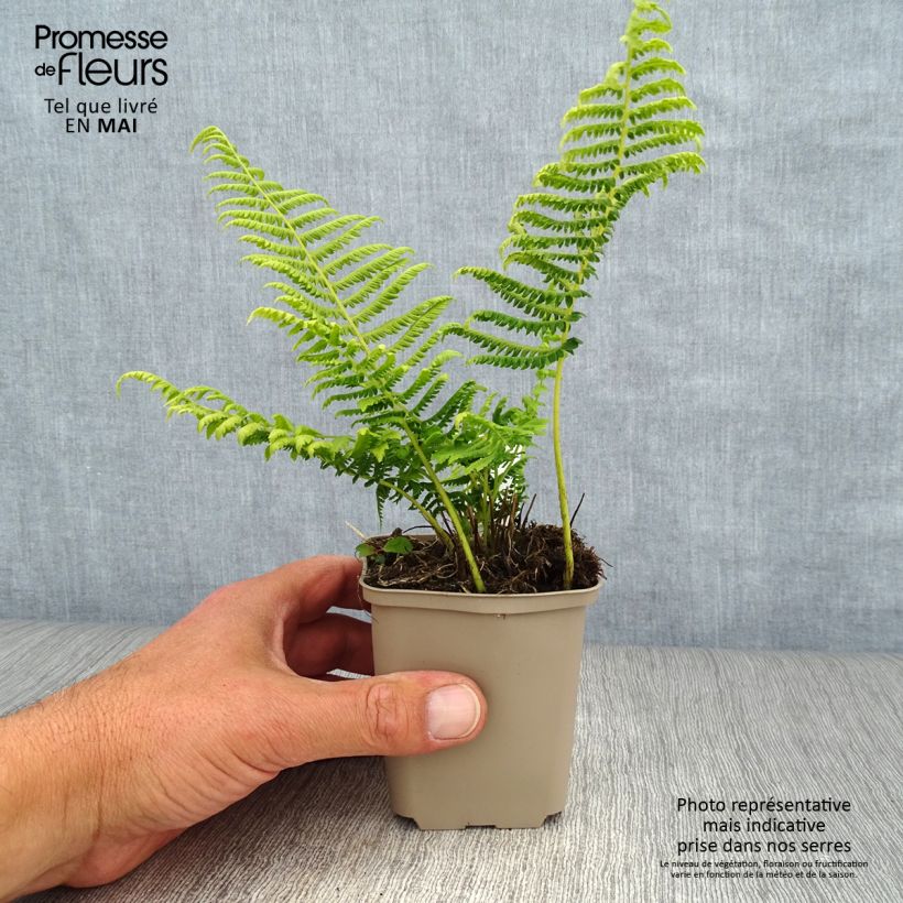 Exemplar von Thelypteris kunthii - Kunths Sumpffarn Kleine Töpfe von 8/9 cm wie im Frühjahr geliefert