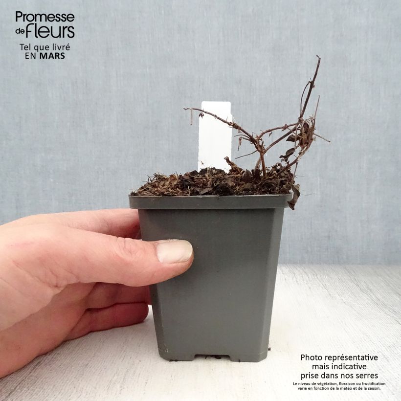 Exemplar von Thermopsis chinensis - Fuchsbohne Kleine Töpfe von 8/9 cm wie im Frühjahr geliefert