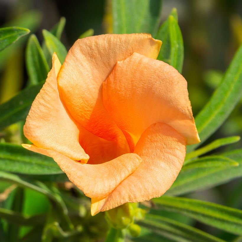Thevetia peruviana - Gelber Schellenbaum (Blüte)